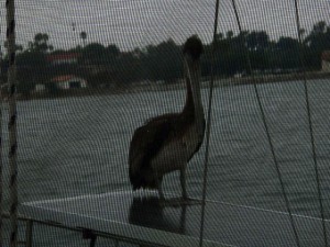 Pelican 1